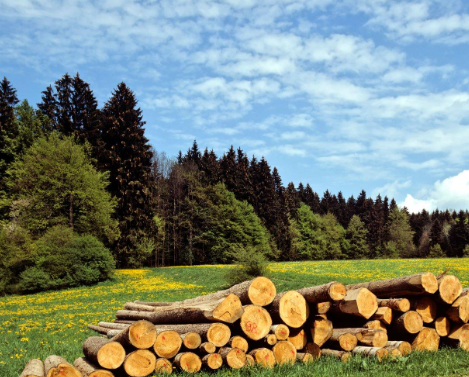 Was sind die Vorteile der Nutzung von Biomasse?